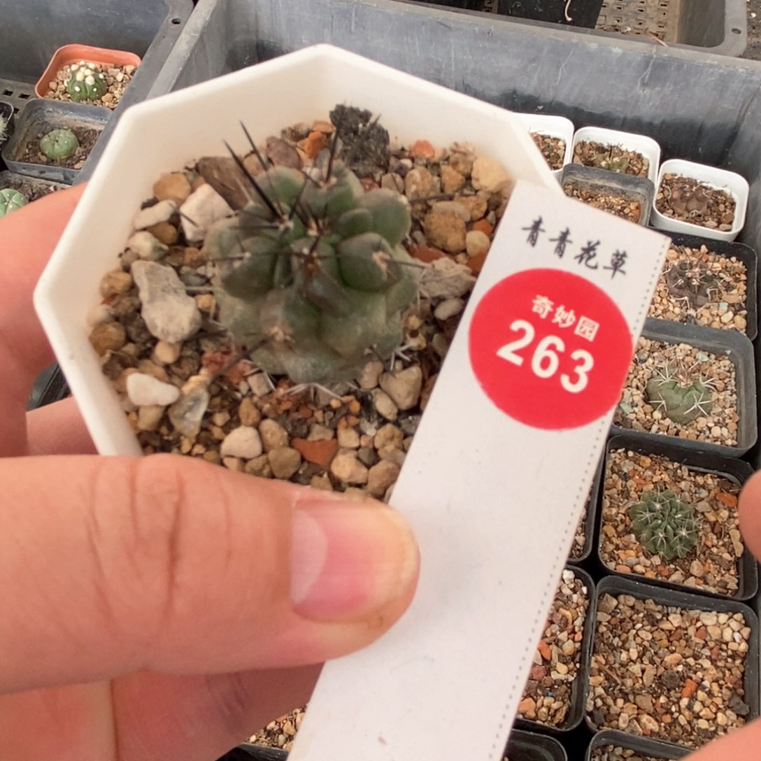 实生带中刺龙爪球2.4cm