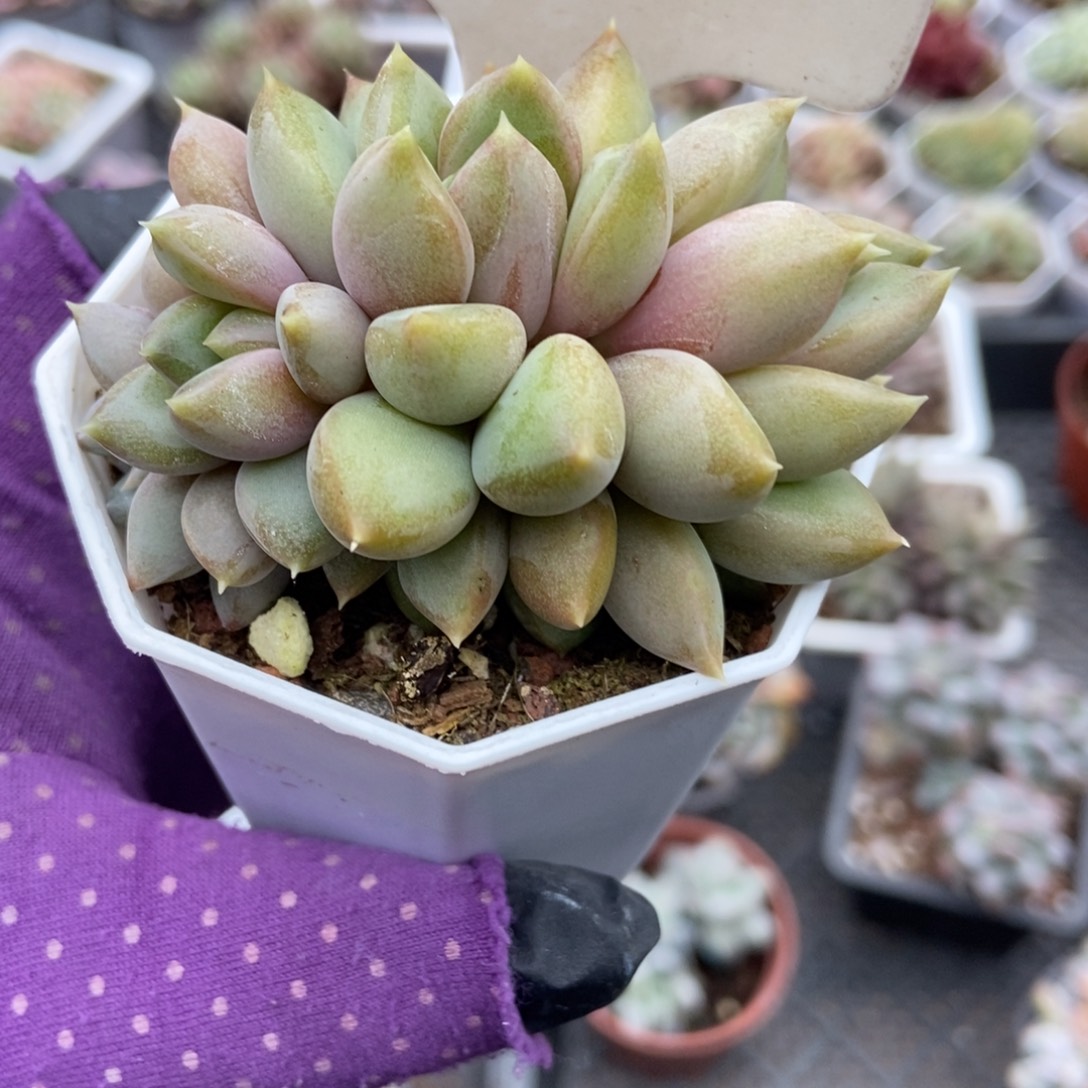 968象牙多肉植物多肉