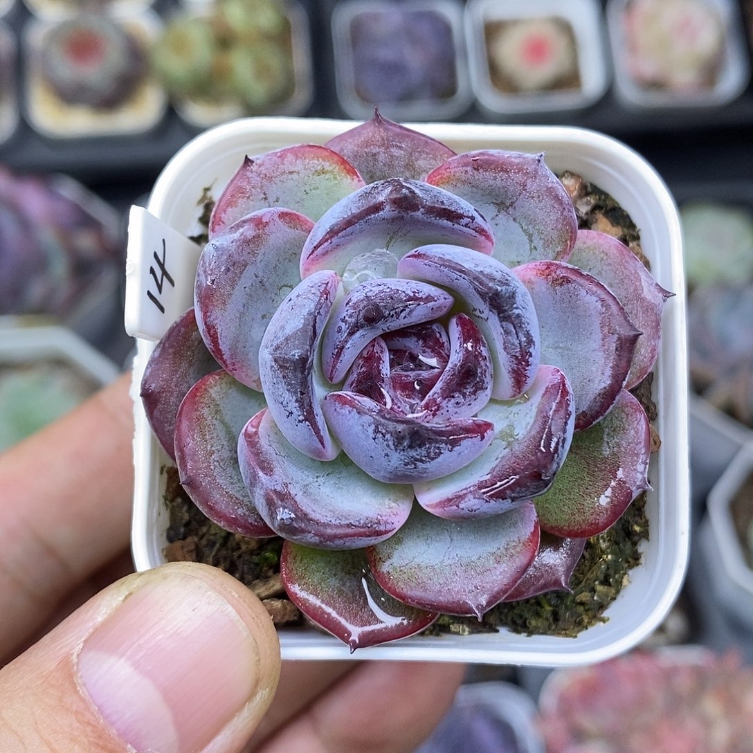 杨****黑橙14多肉植物5厘米盆