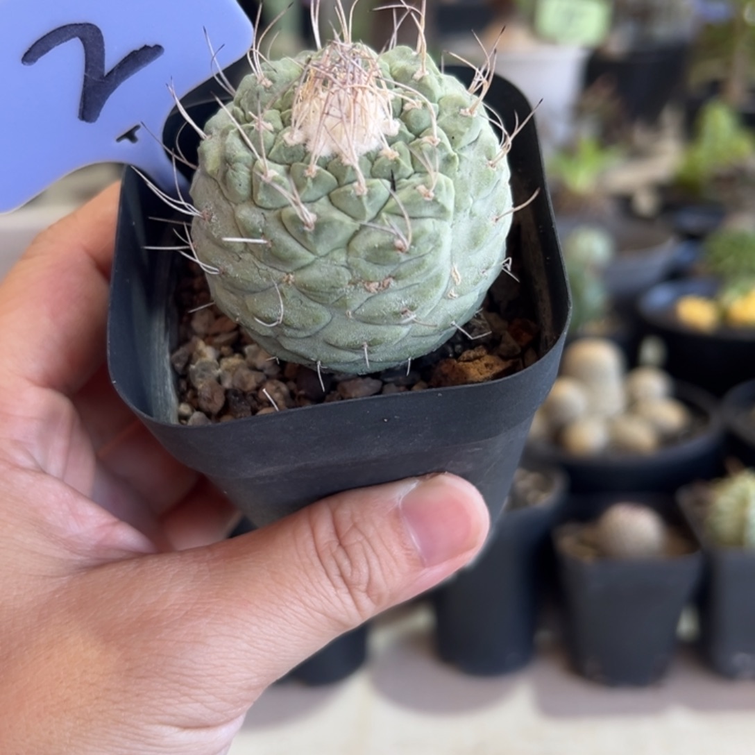 实生菊水带盆111111