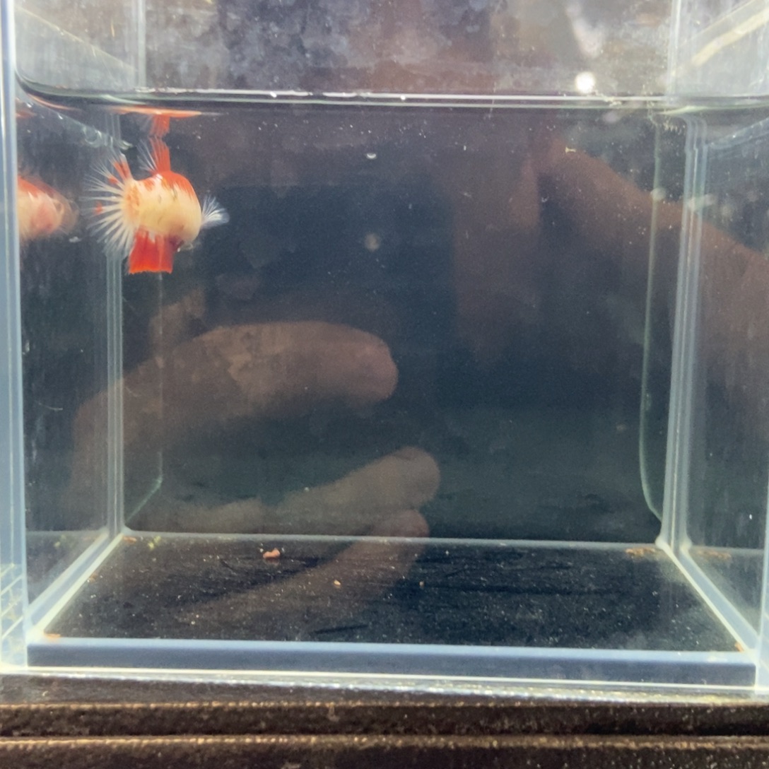 斗鱼包活不包损所见即所得569