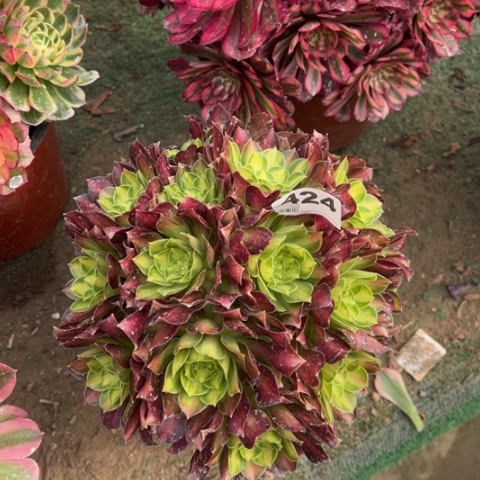 424韶华朵朵多肉，