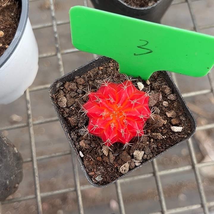 糖***骨我也不知道我为什么要