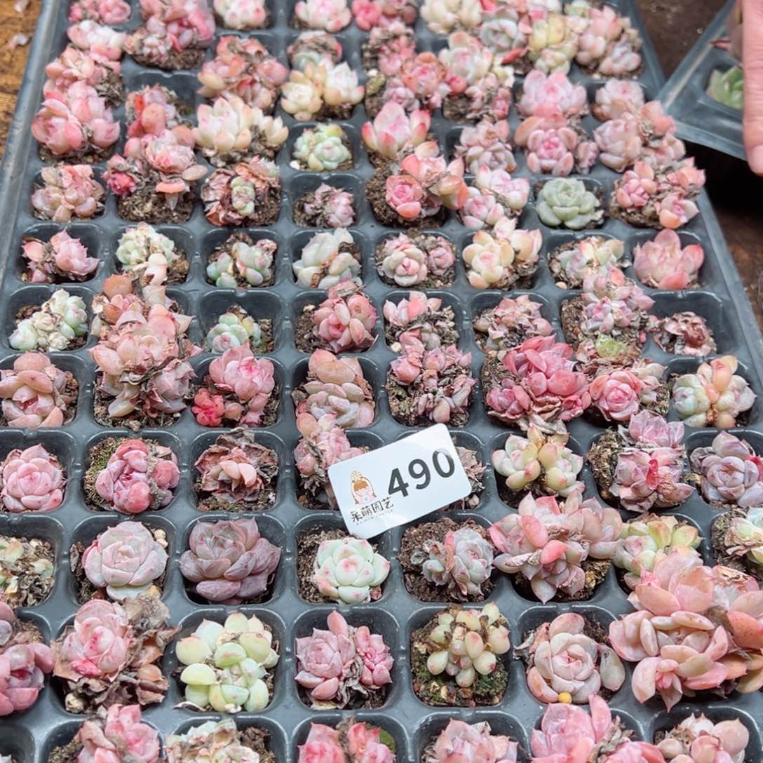 静多肉植物多肉植物