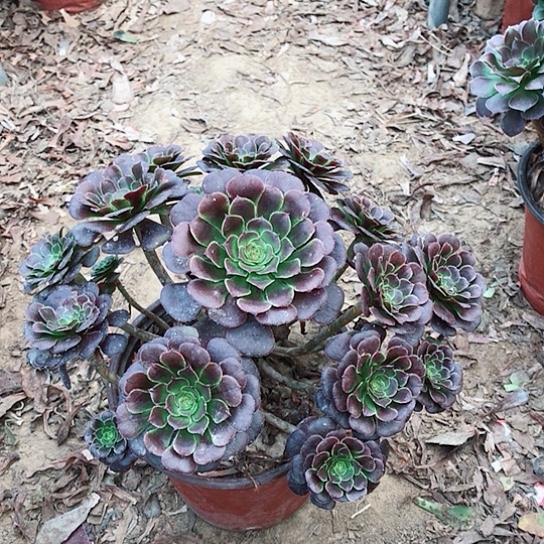 小***江萝莉法师00000008