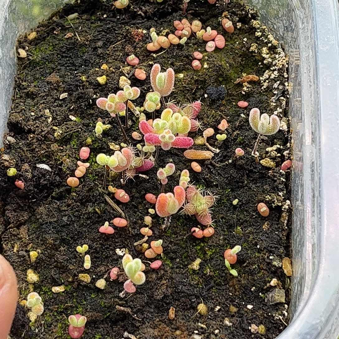 20混播切糕优选枝干番杏