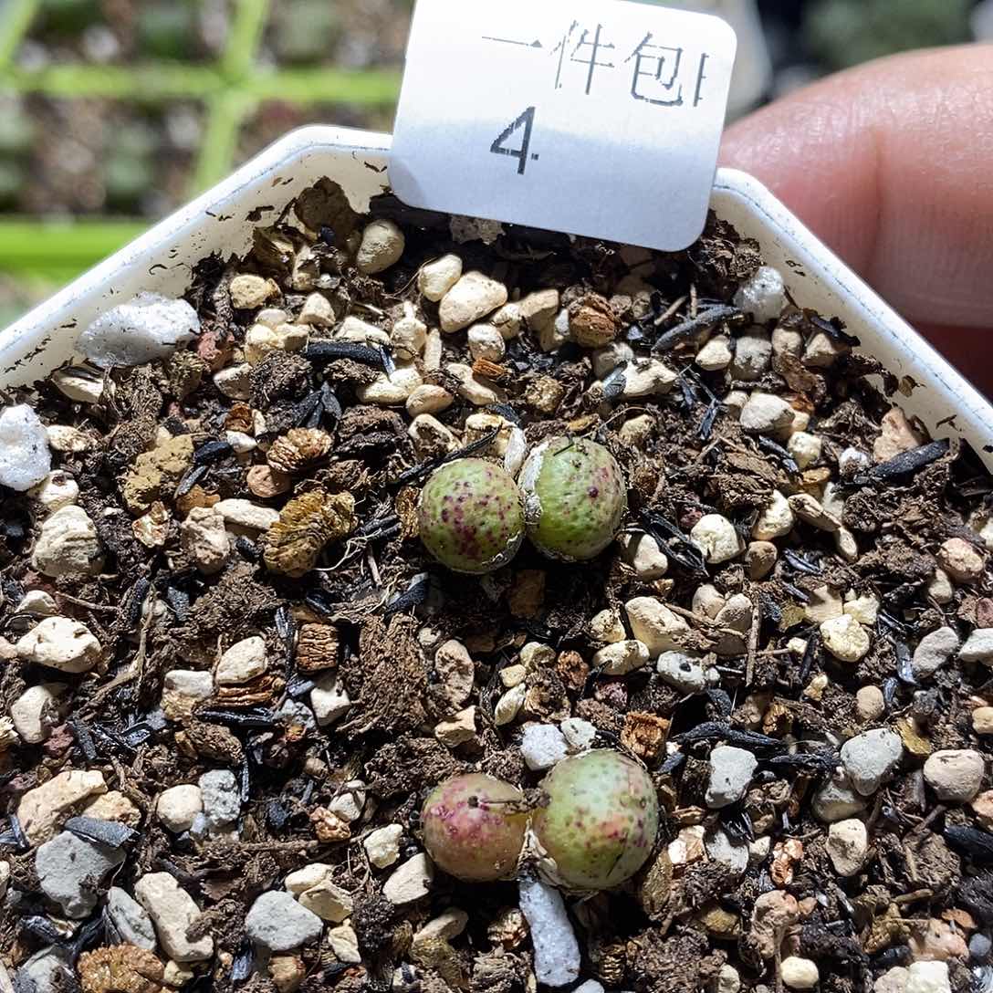 蟠桃斑马两颗1.2厘米左右4号