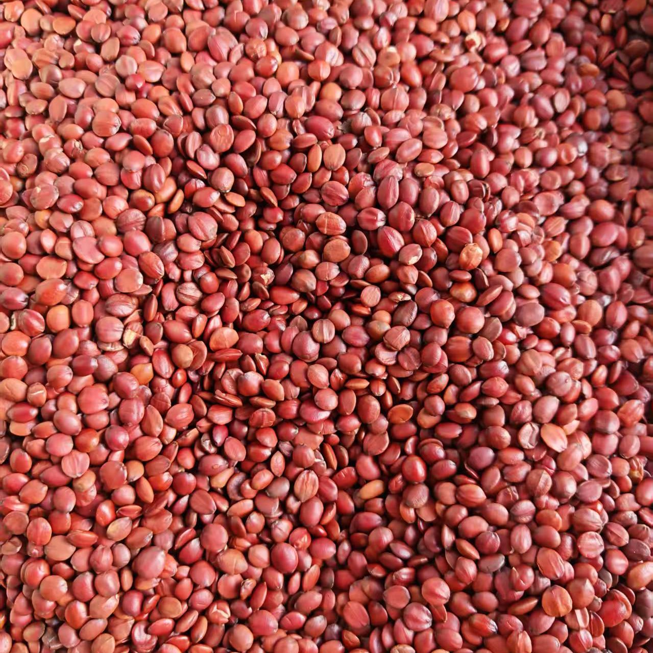 河北邢台正宗！酸！枣！仁！