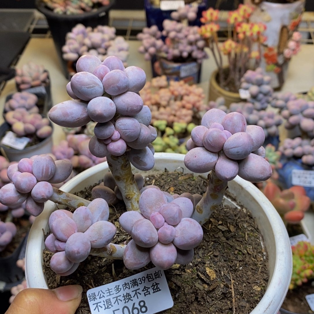 068香水手指奶多肉9c m