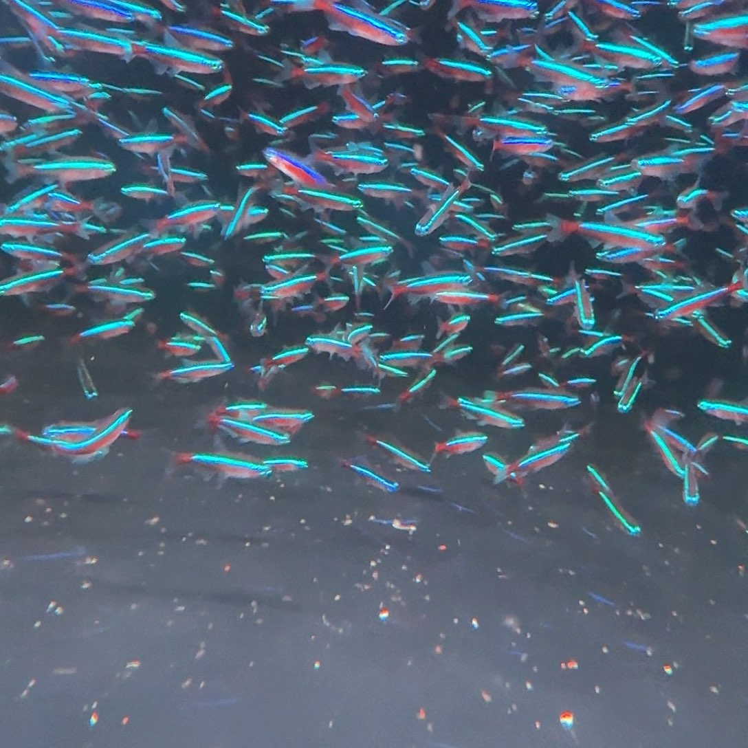 海水鱼20条+4条备损宝莲灯