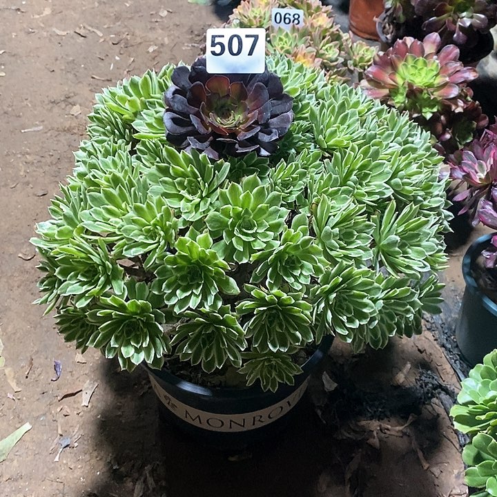 法师植物一物一拍