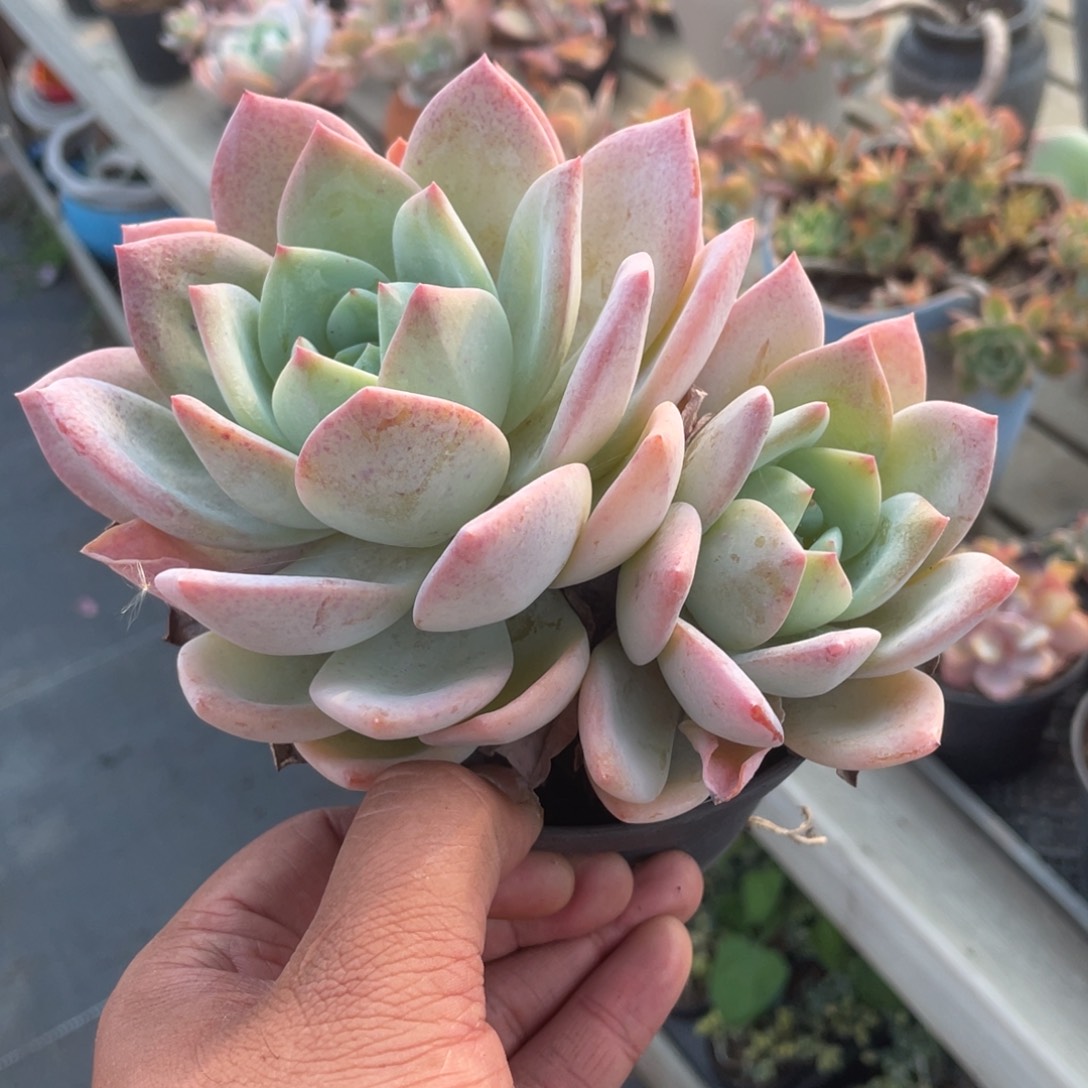 0706  凤橙  六月六