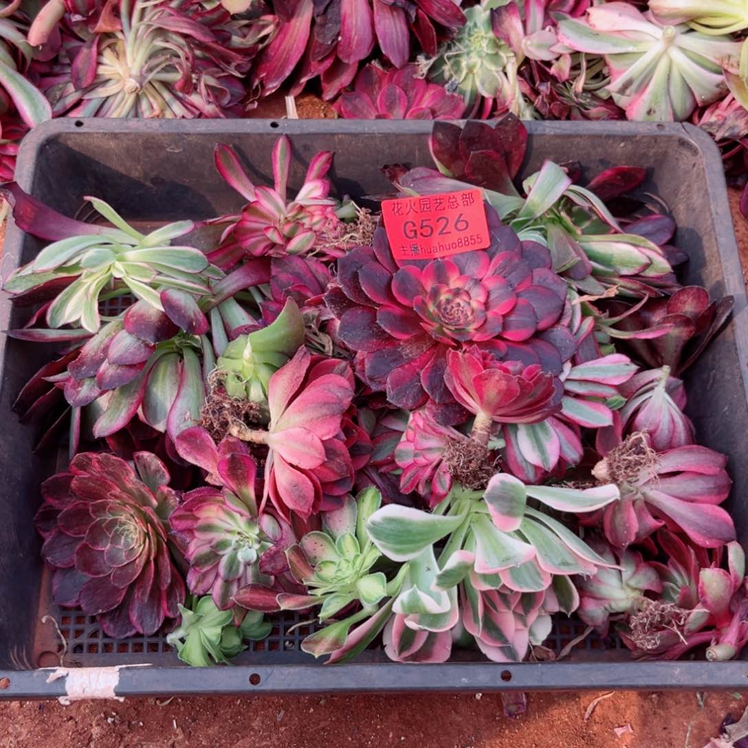 组合526多肉植物