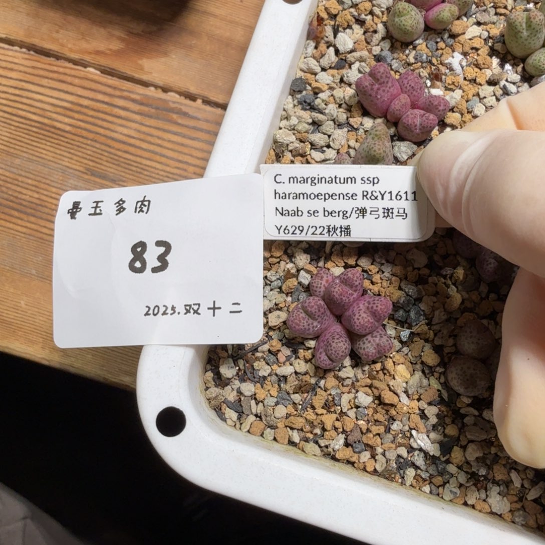 圆***脸多肉多肉多肉12-083弹弓斑马