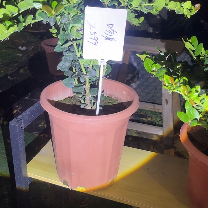 是的、不用啦你忙你得哈么