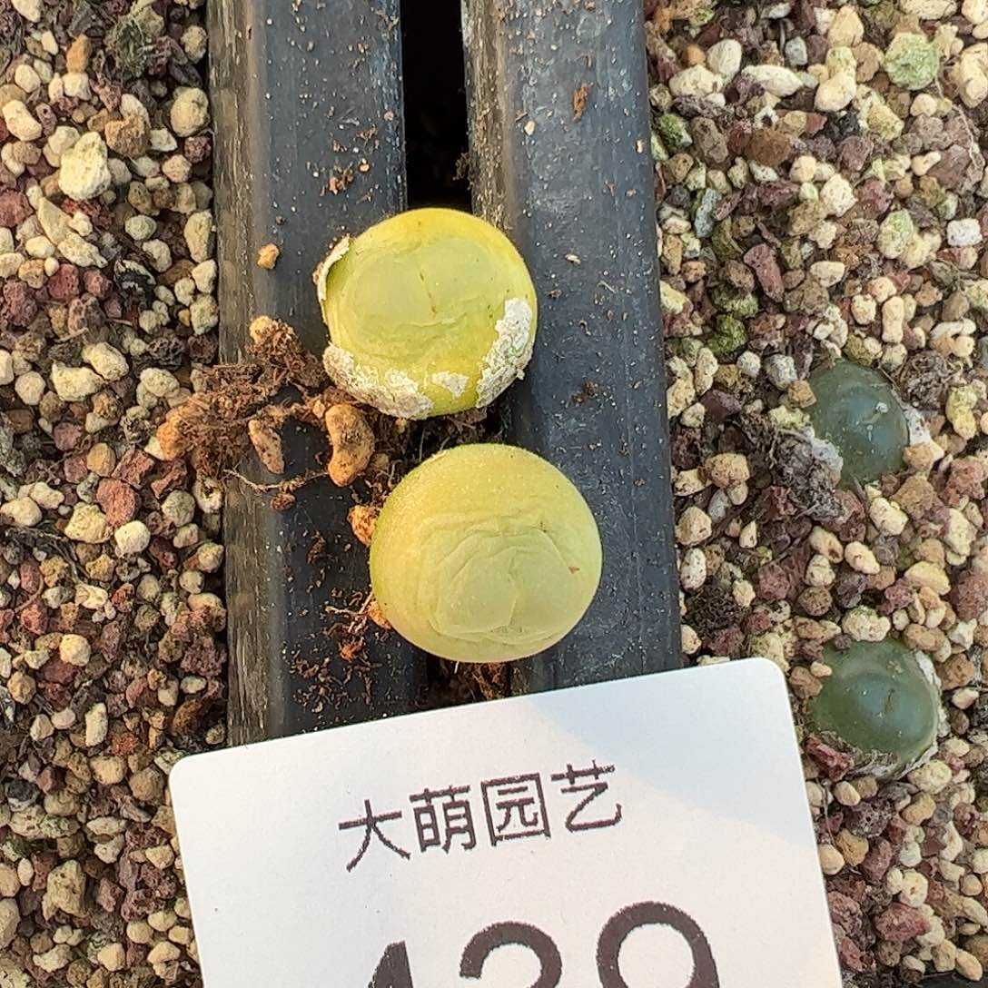 一物一拍           439