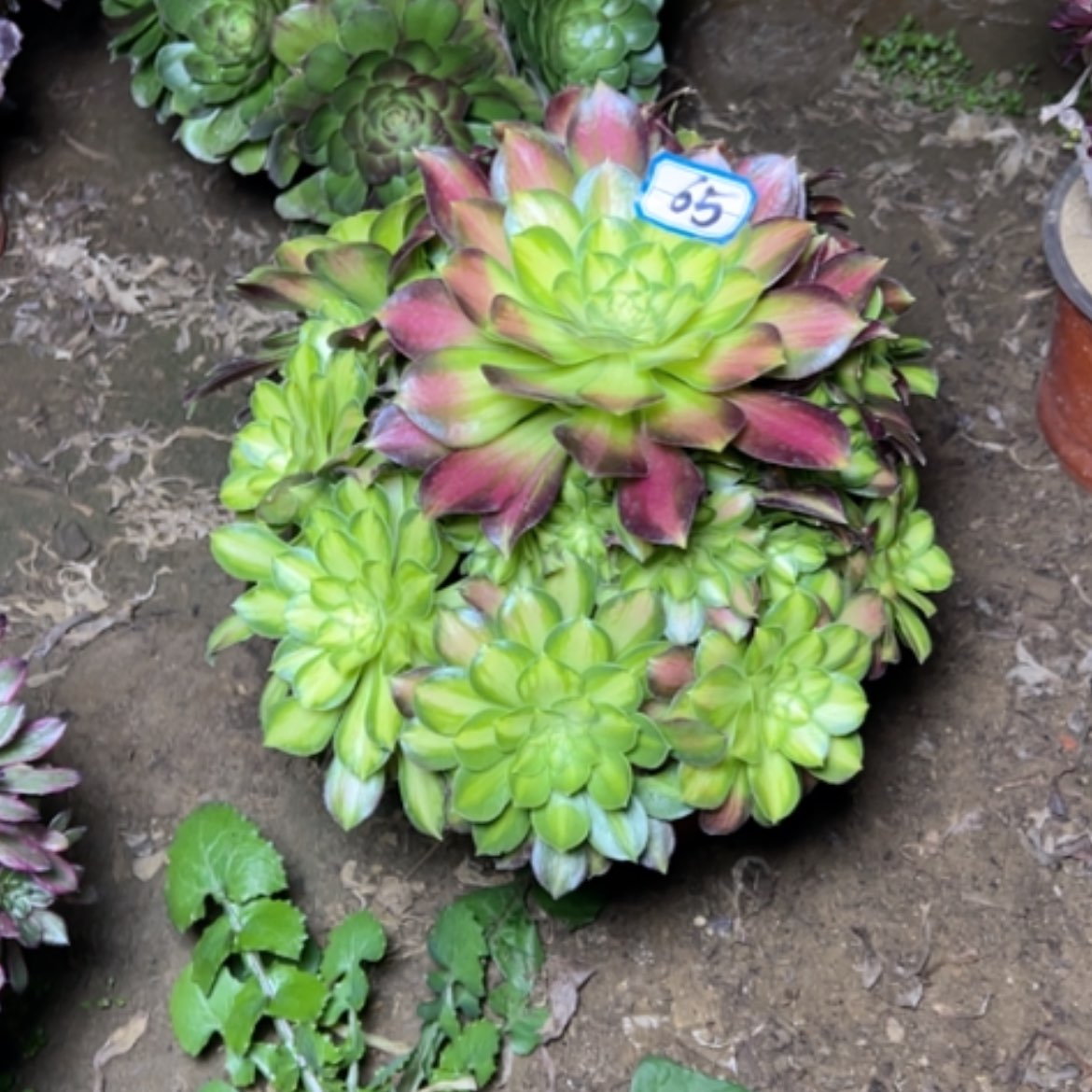 【闪购商品】阳****6多肉植物绍华65