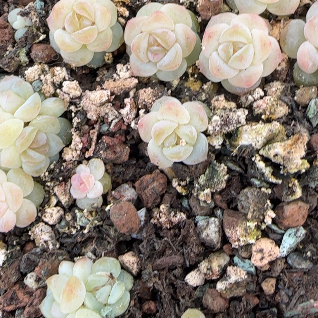 王者胖圆白心穴1个6床满25包邮