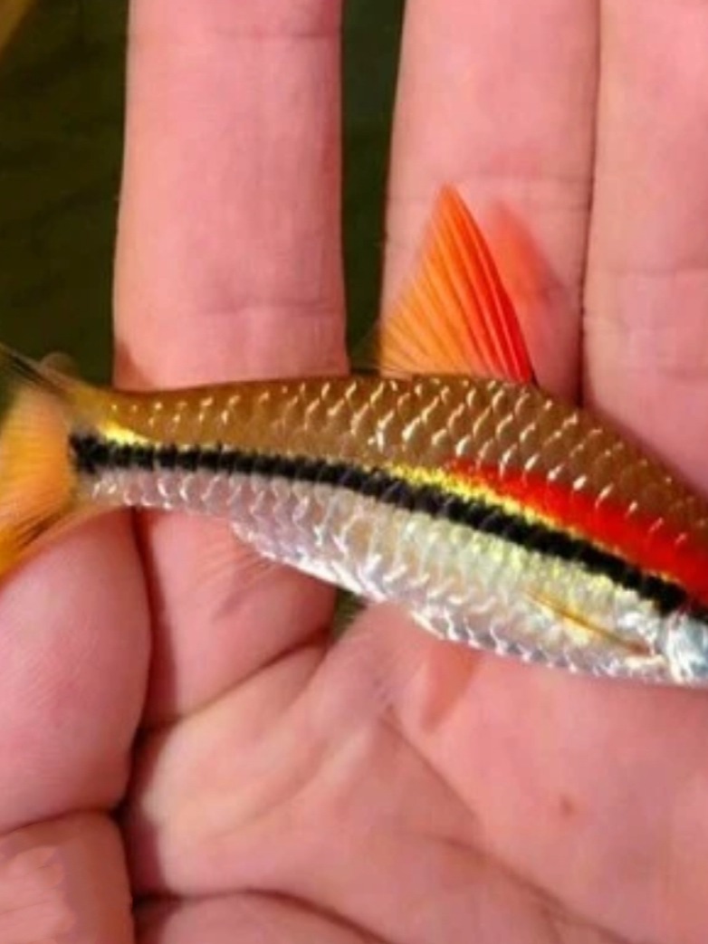 一眉道人冷水鱼广温鱼群游耐养