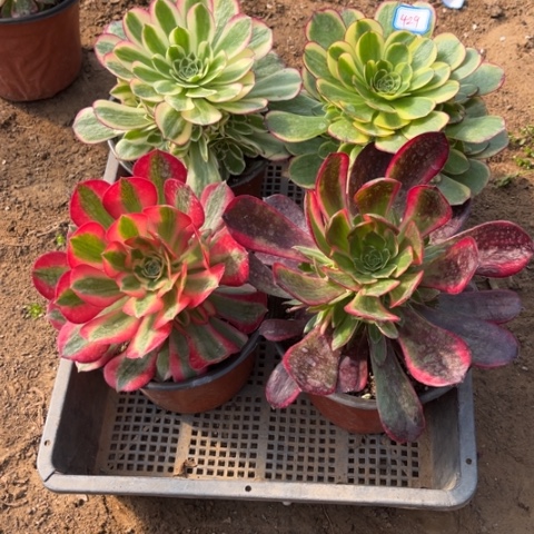 249多肉植物组合