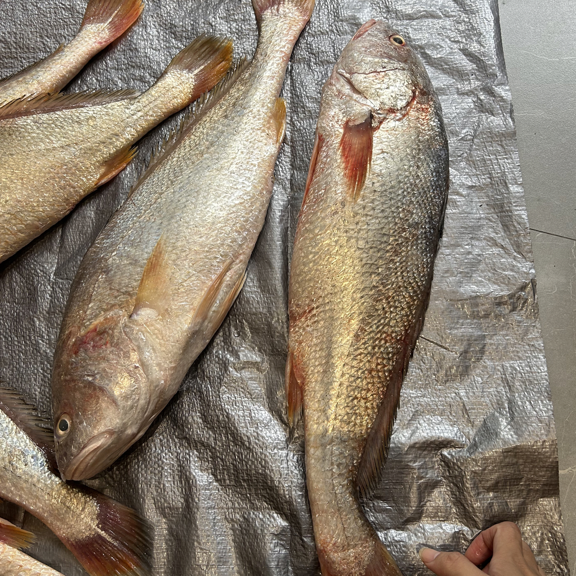 正南澳岛野生红沃