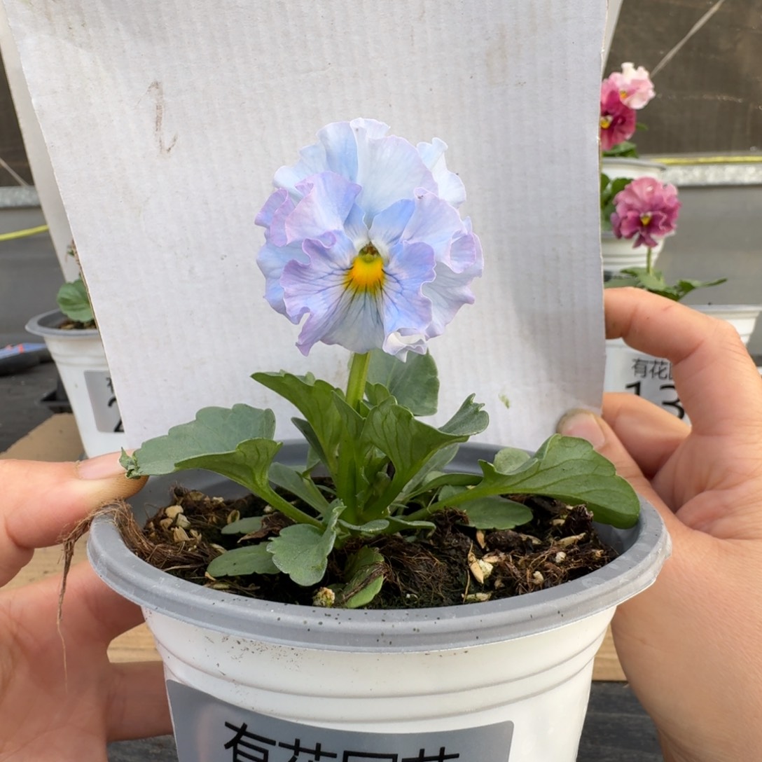 无花朵319号角堇