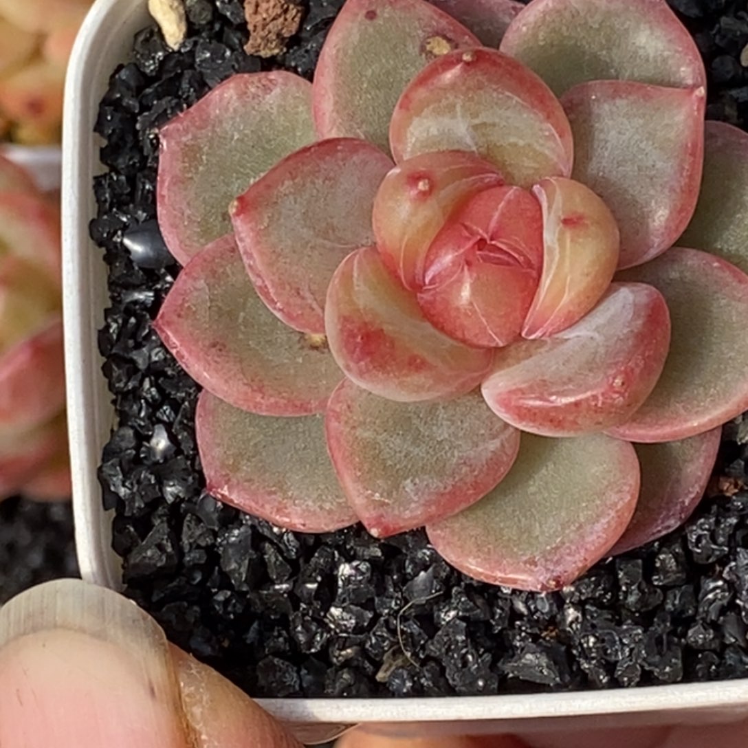 天官赐福百无禁忌