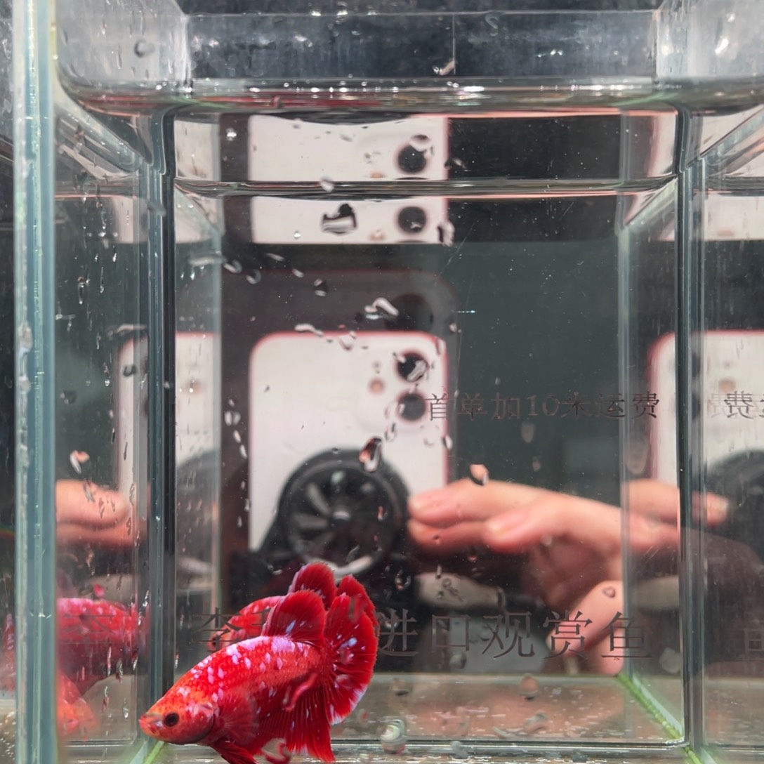 斗鱼印尼精品斗鱼80