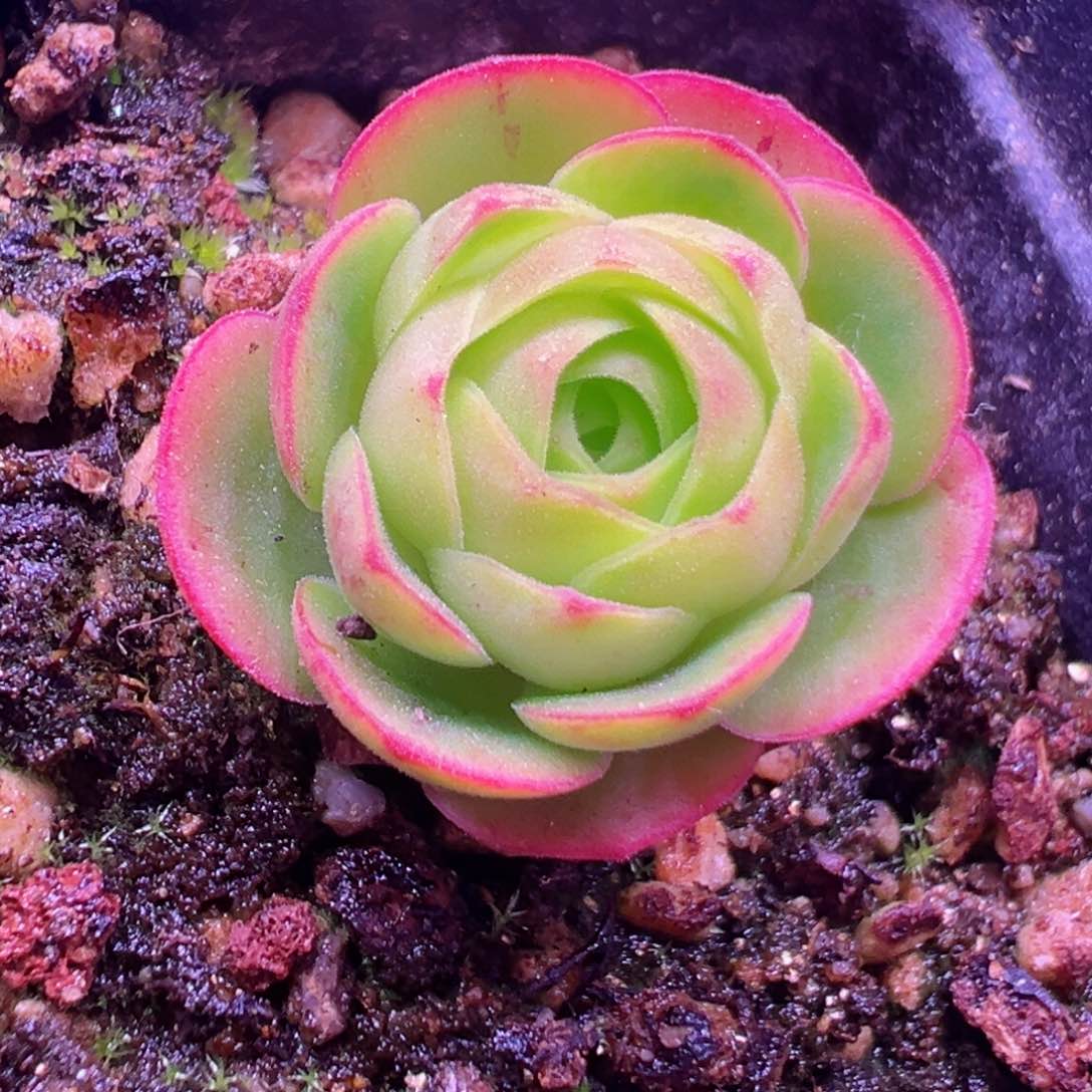 Y746半城玫瑰胖子