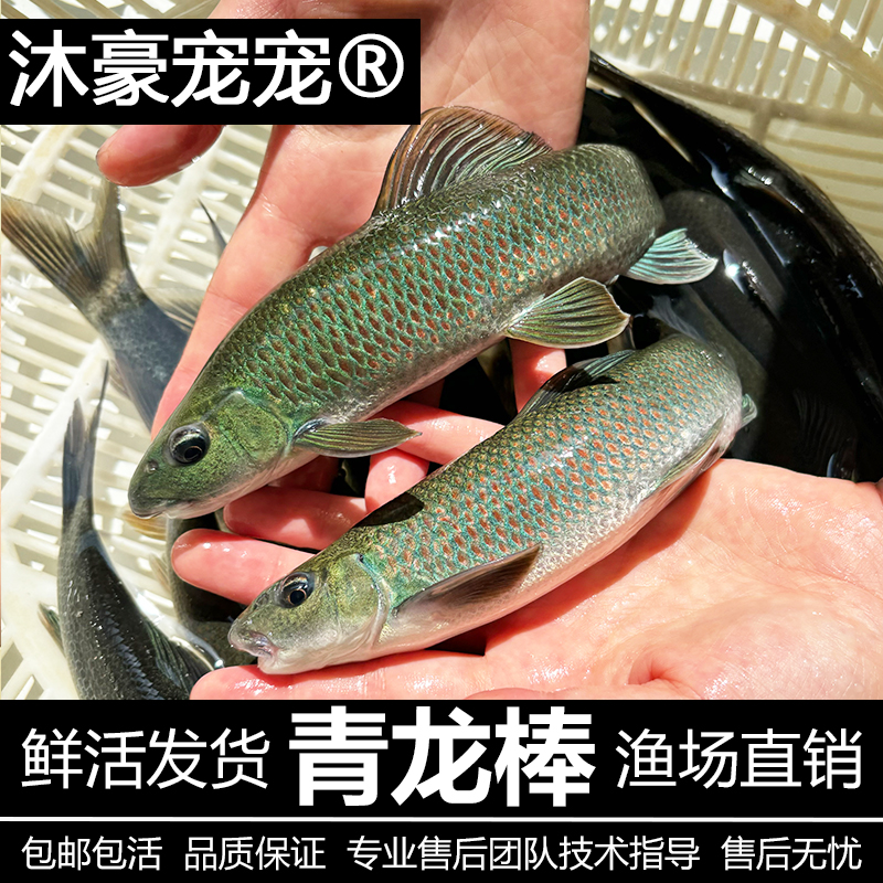 沐豪宠宠【运营推荐】青龙棒华鲮鱼苗沉香淡水鱼溪流鱼可观赏鱼包邮