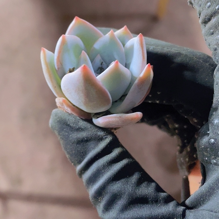 54精品嫦娥2颗一组