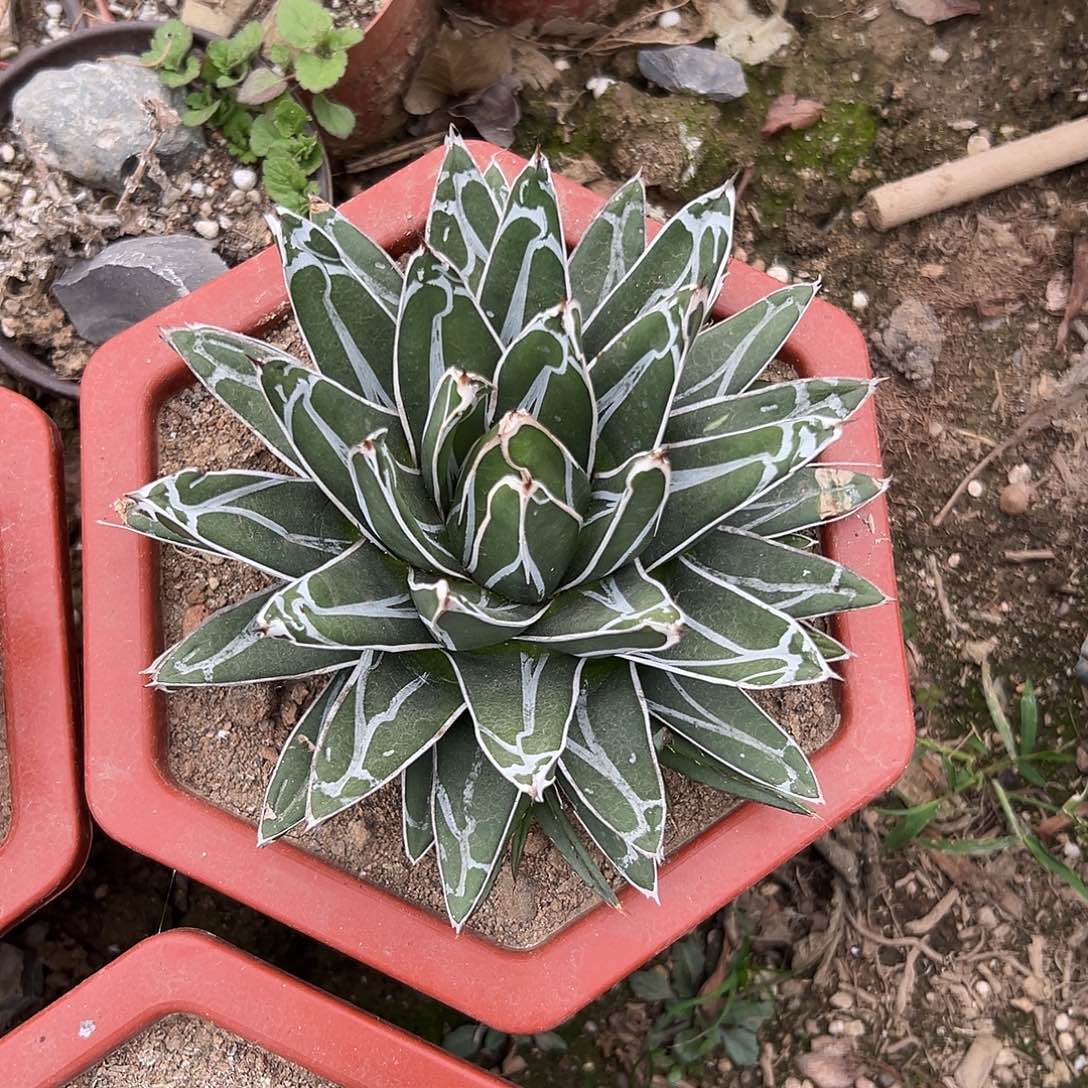 多肉植物屉之雪单头
