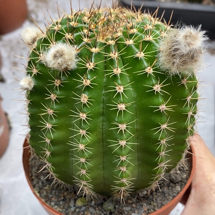 实生彩草花包8.5公分左右干皮