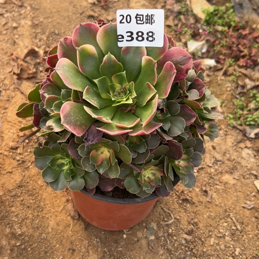 388香妃，满20包邮