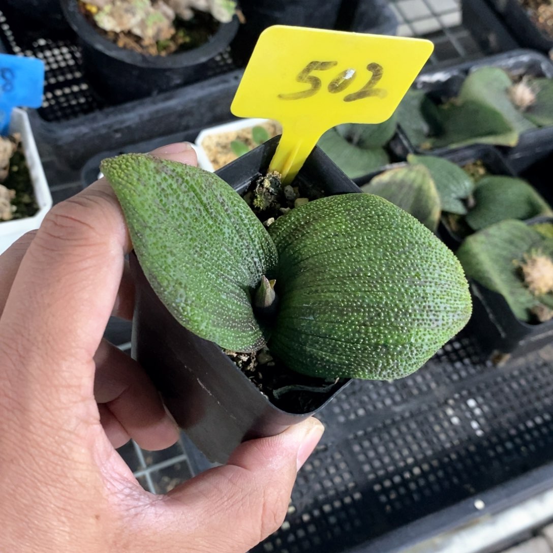 紫镜多肉植物一个