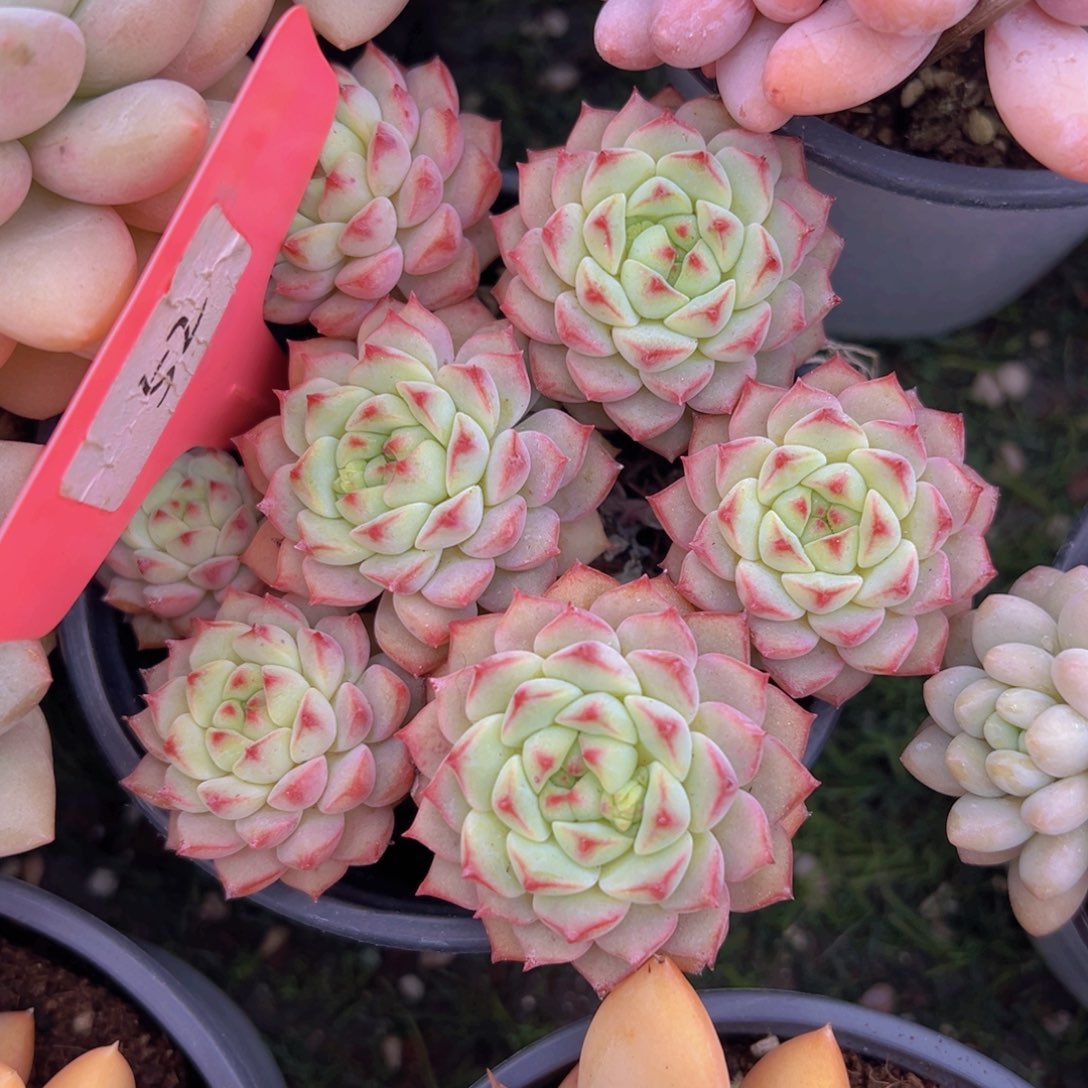 香玉的故事是一个人的故事