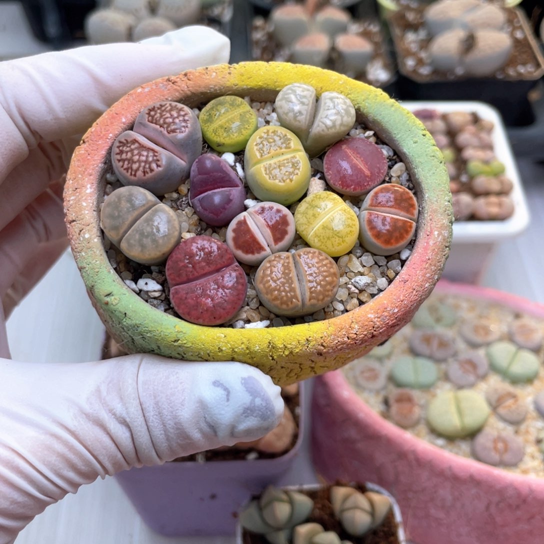 24号 带盆土发货 8888