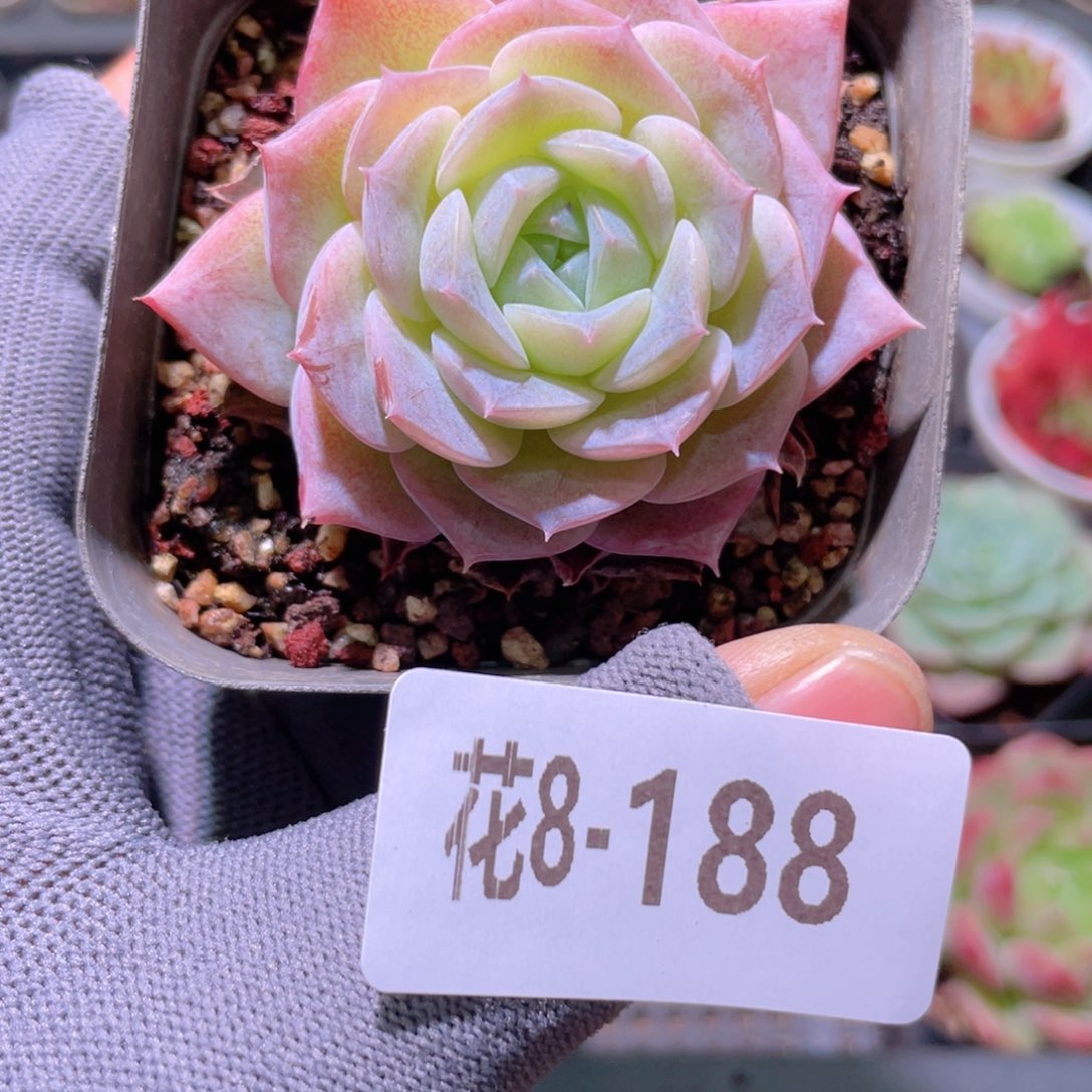 花利美 8-188纯爱