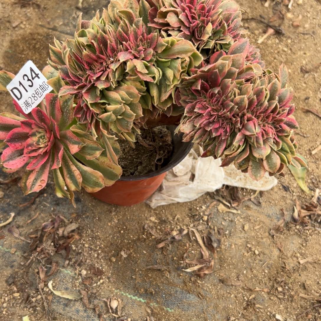 134多肉  红袖缀  断过个支