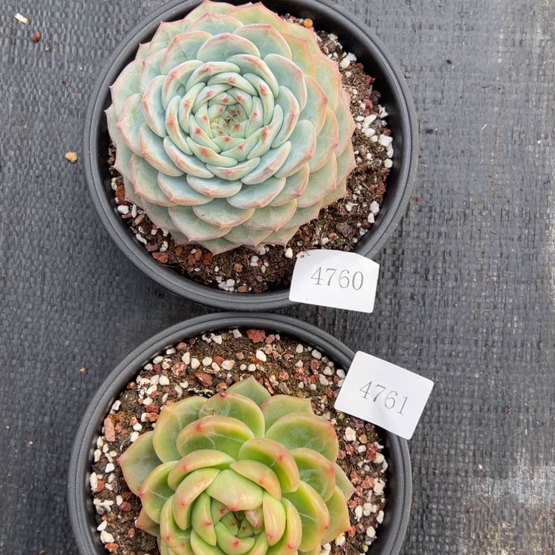 安*~4760 4761肉肉肉肉肉肉肉肉肉