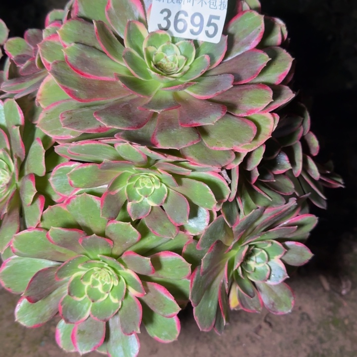 3695花妖多肉植物