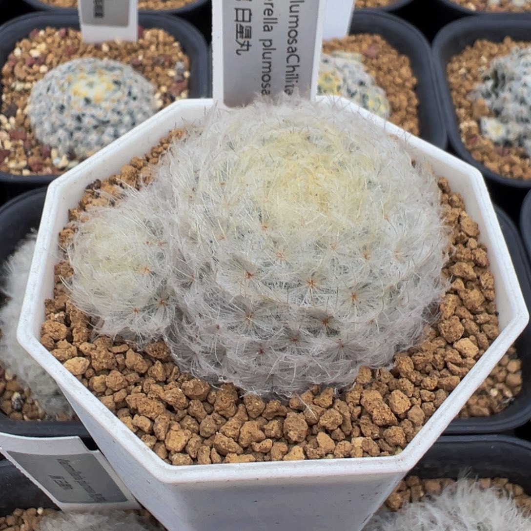 实生根白星多肉植物带盆土