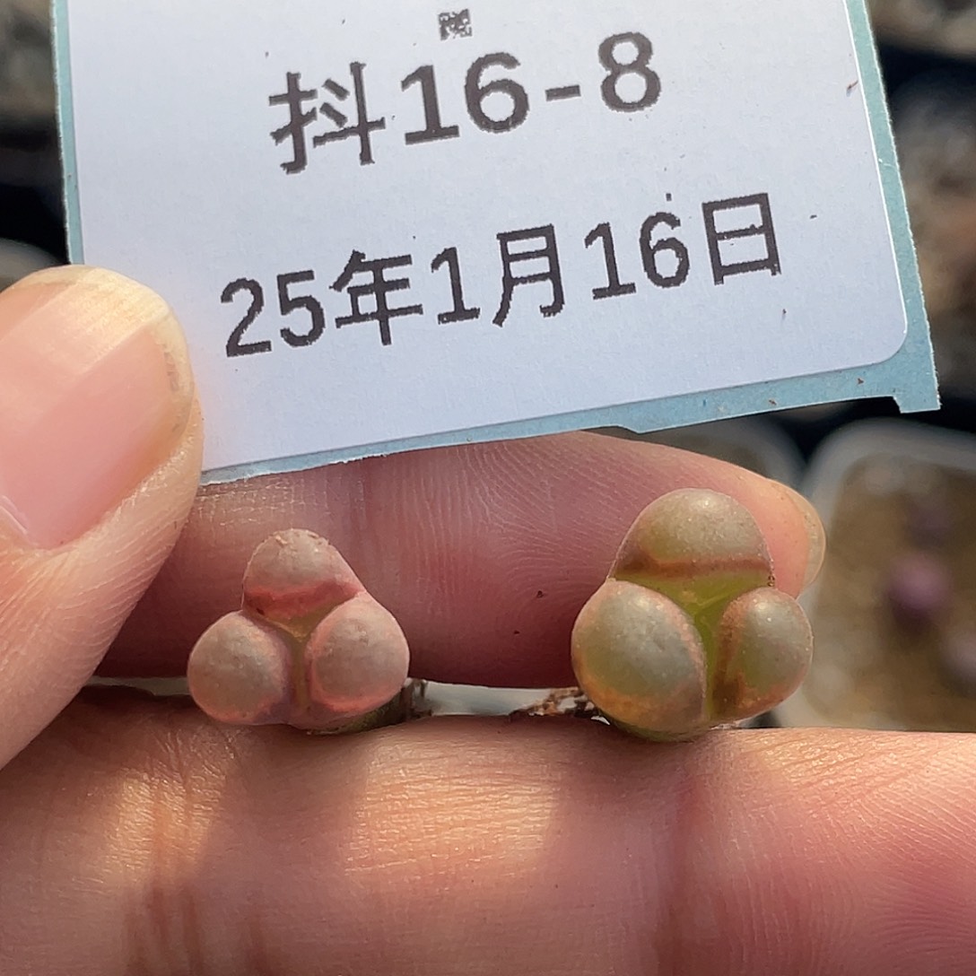 16-8风铃奔多肉植物