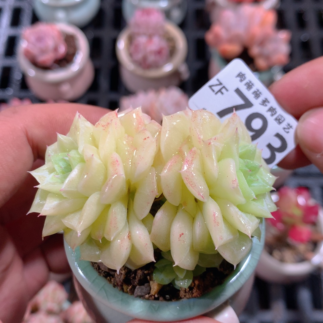 5CM拇指盆精控多肉ZF793