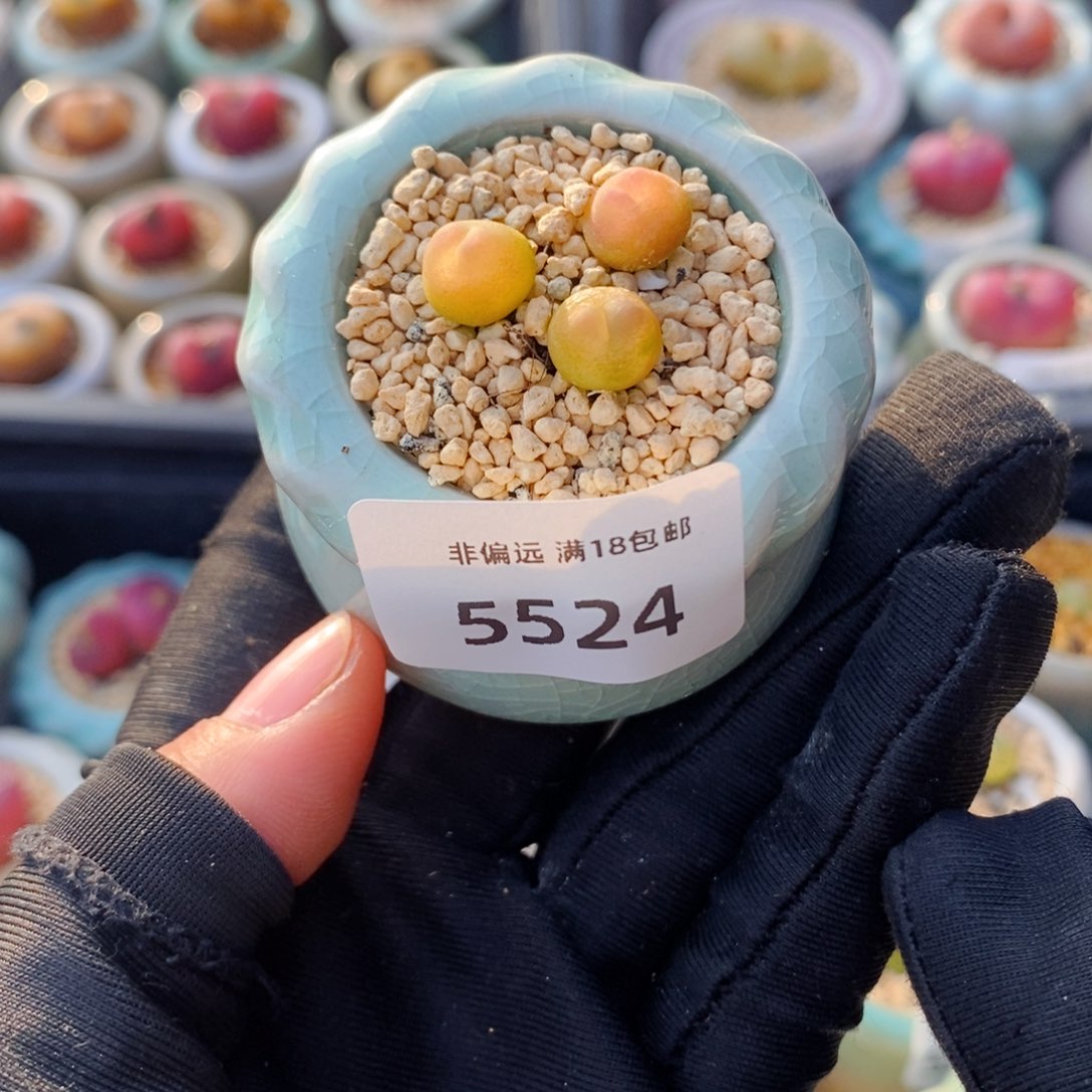 5524--一物一拍 带盆