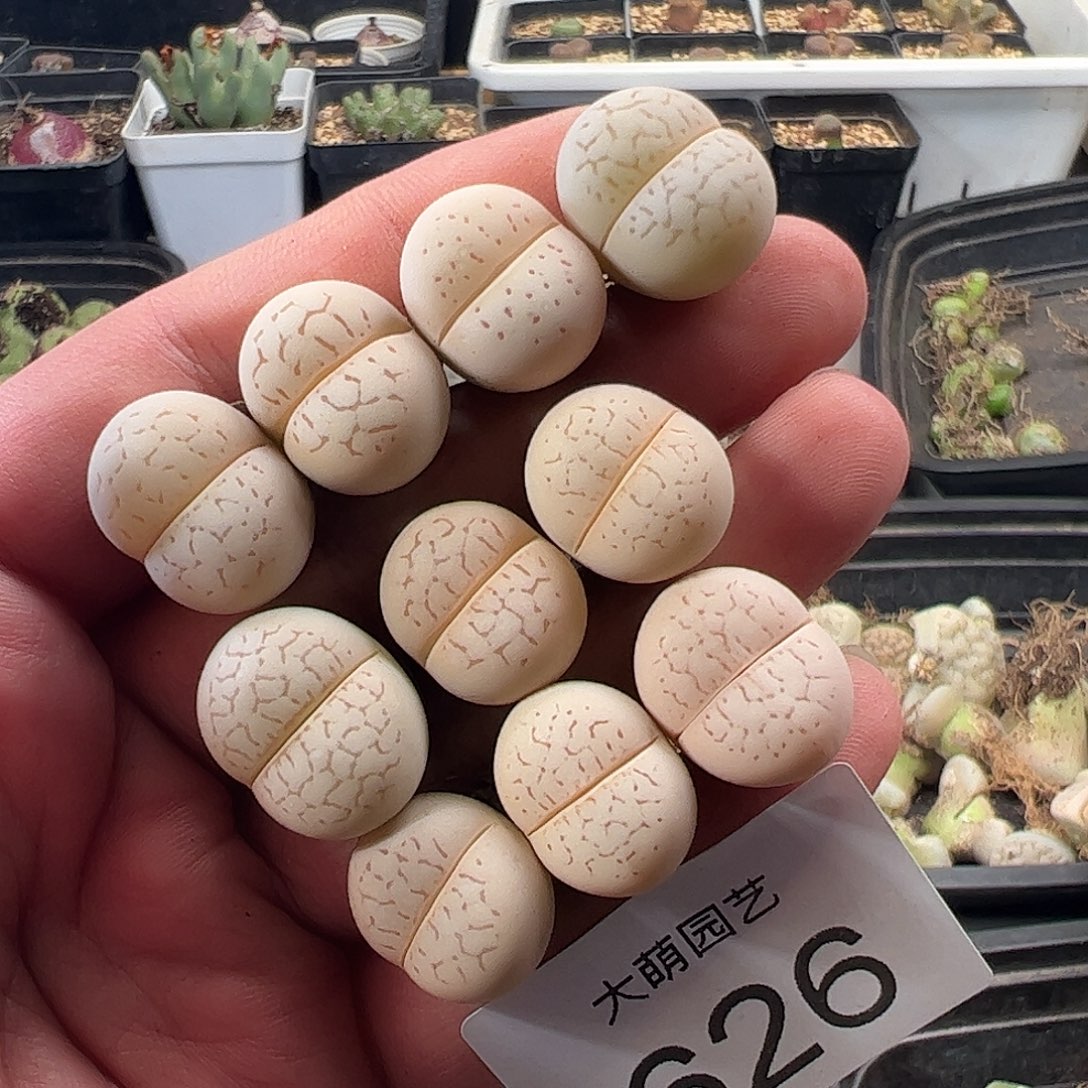 一物一拍。    626