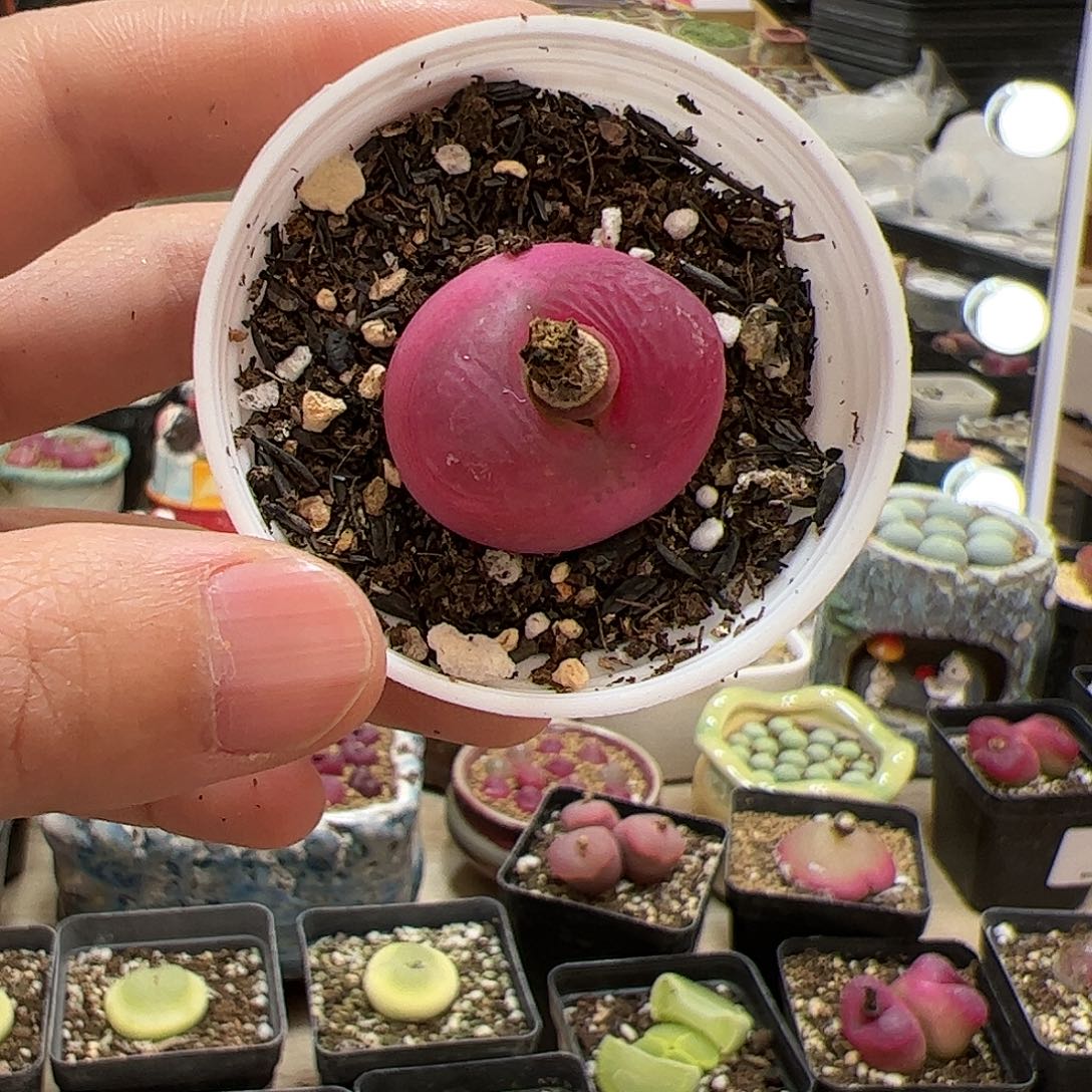 【闪购商品】136 带盆