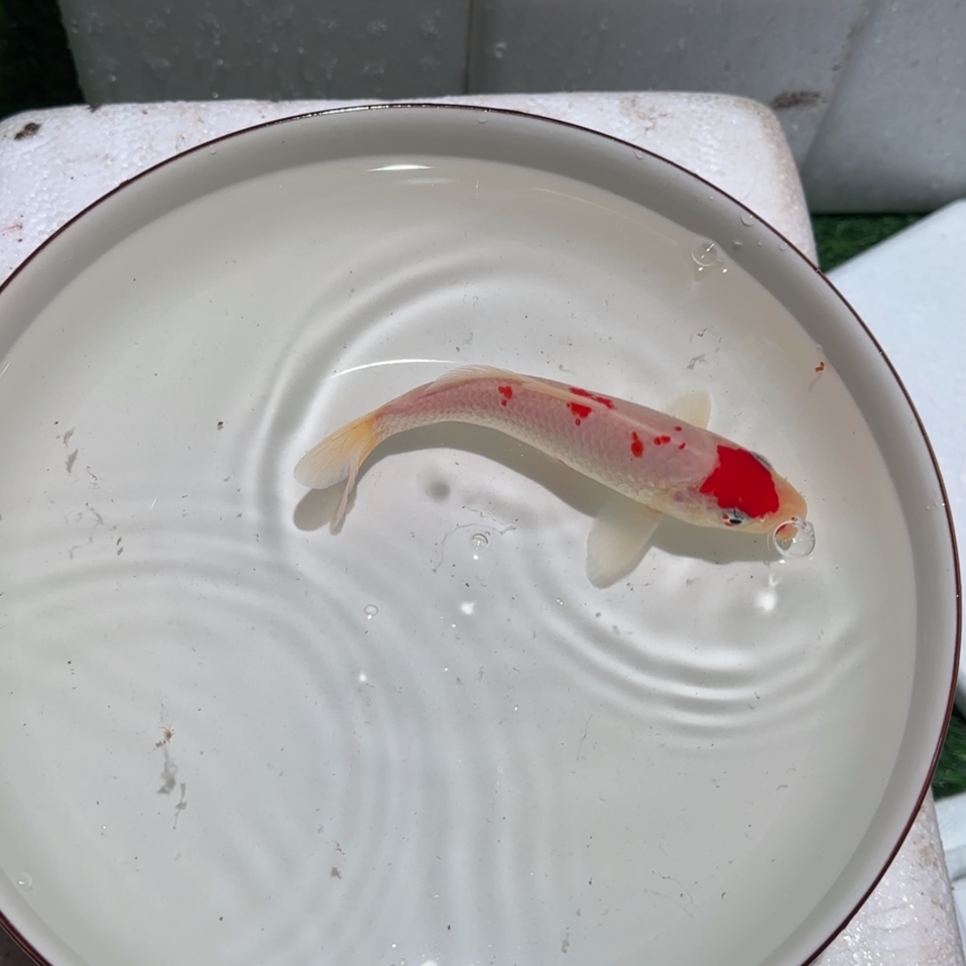 锦鲤锦鲤 观赏鱼 锦鲤