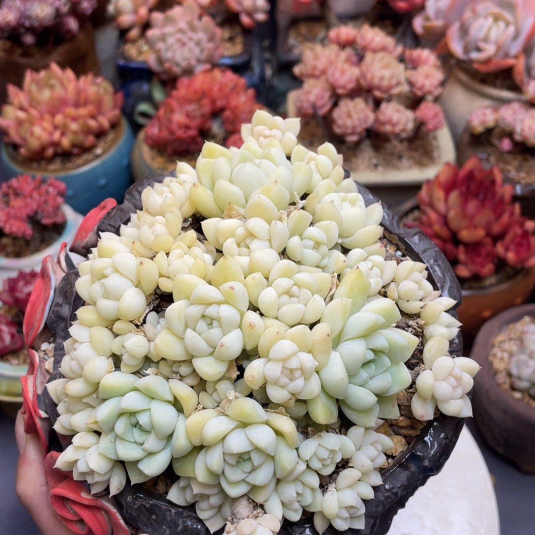 农***田老桩厚叶月影丛林