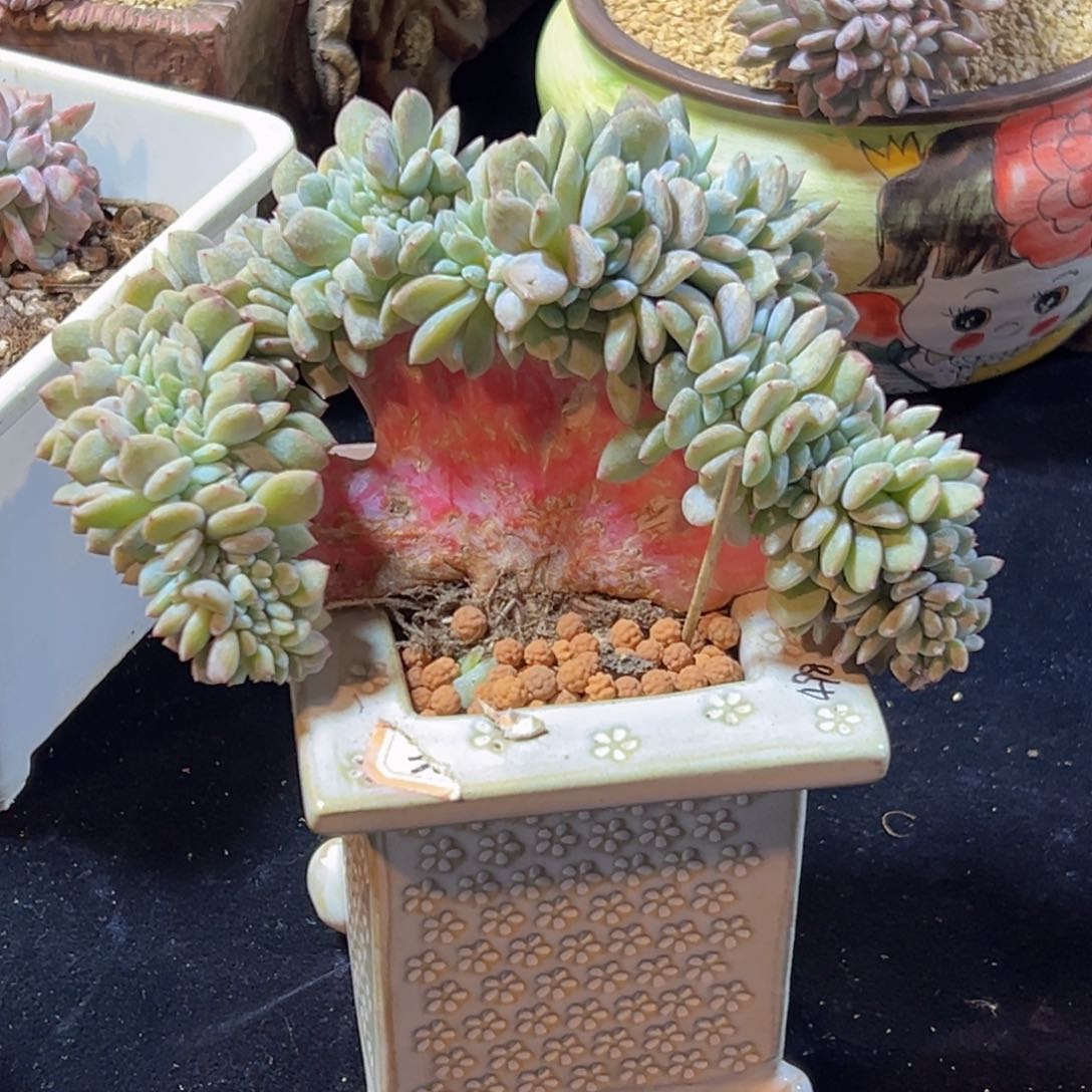 新年快乐 新年快乐